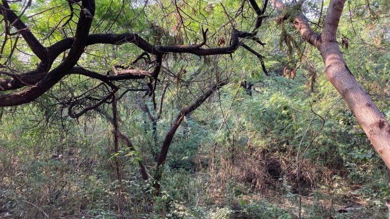 Delhi CM Rekha Gupta declares Central Ridge ‘reserved forest’. Govt to grow neem, jamun, mango
