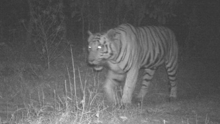 Gujarat hunts for mate for tiger who wandered into Dahod from Madhya Pradesh in February