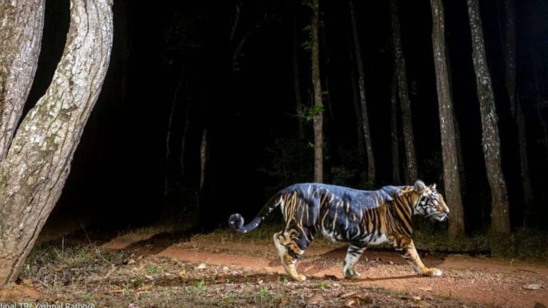Govt says India’s wildlife crime numbers are down. Here’s why that is only half true