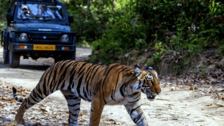 5 tiger deaths in one week in Kanha reserve. Officials suspect canine distemper virus