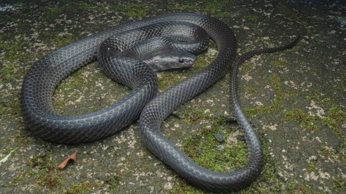 Lycodon irwini or Irwin's wolf snake | Credit: Evolutionary Systematics