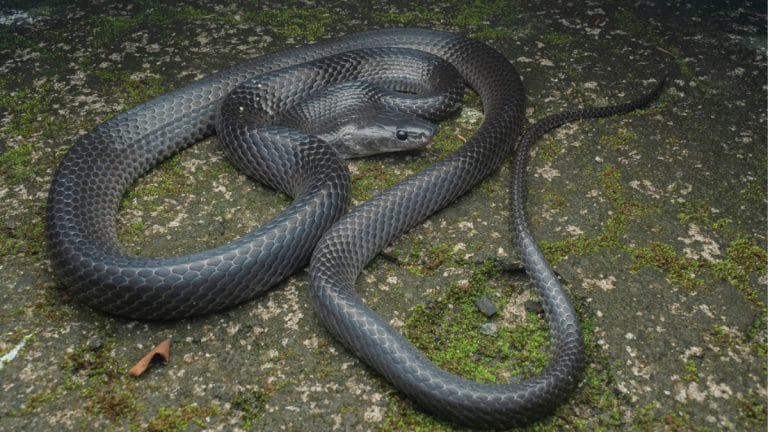 Great Andaman dweller, named after Steve Irwin—researchers discover a new species of wolf snake
