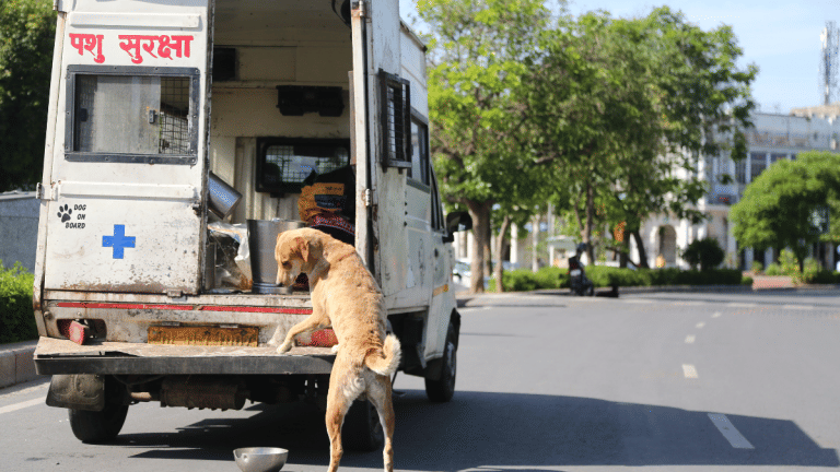 As SC hears stray dog petitions, 4 state govts flag issues with Centre’s shift-to-shelter SOPs