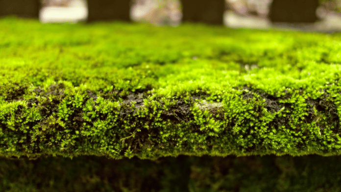 Moss has been known to be extremely ancient and also extremely resilient | Commons