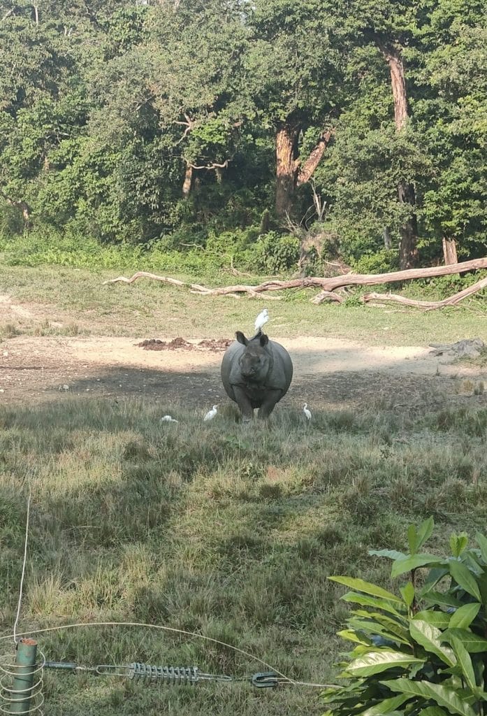 A rhino in the park | Photo: Soumya Pillai, ThePrint