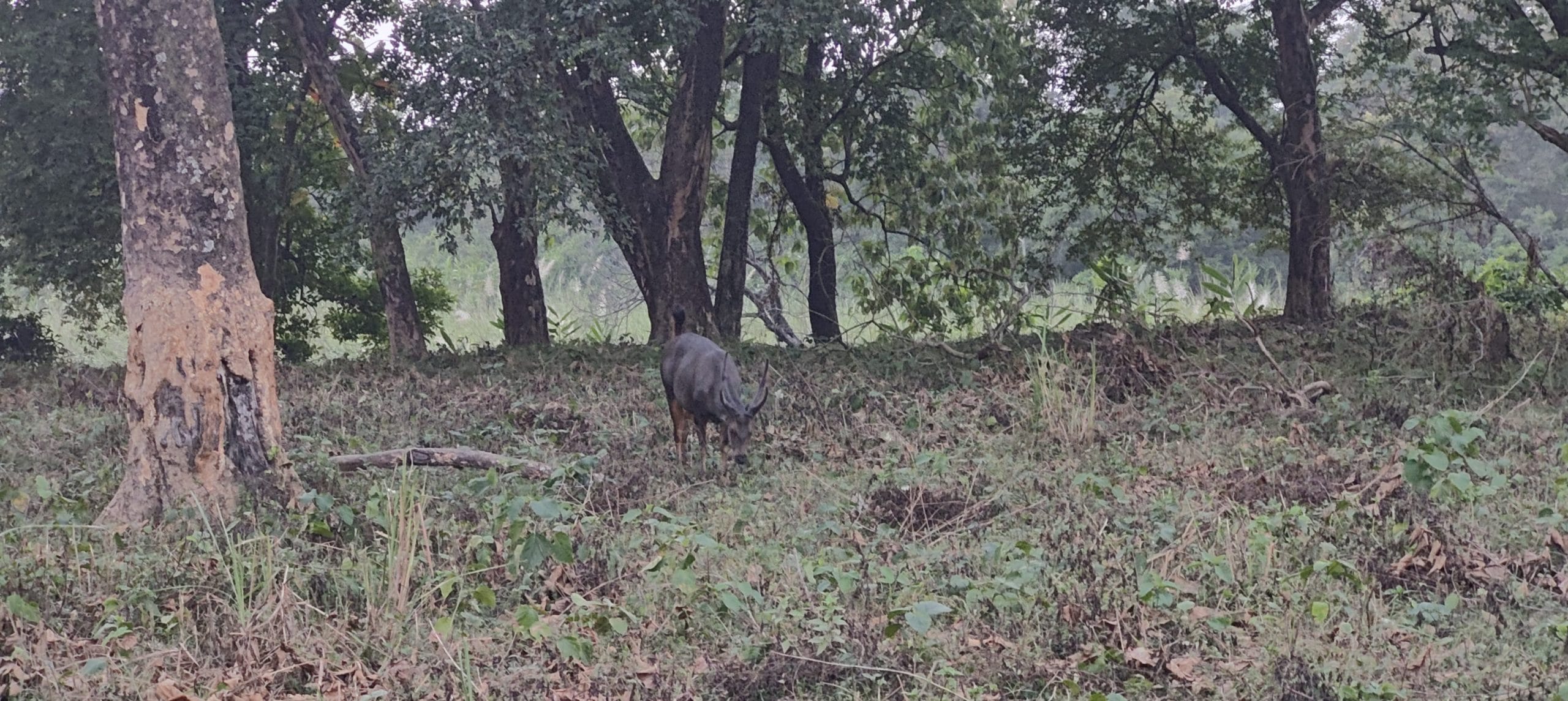 A deer at Jaldapara National Park. Apart from rhinos, the park also has a host of other animals | Photo: Soumya Pillai, ThePrint