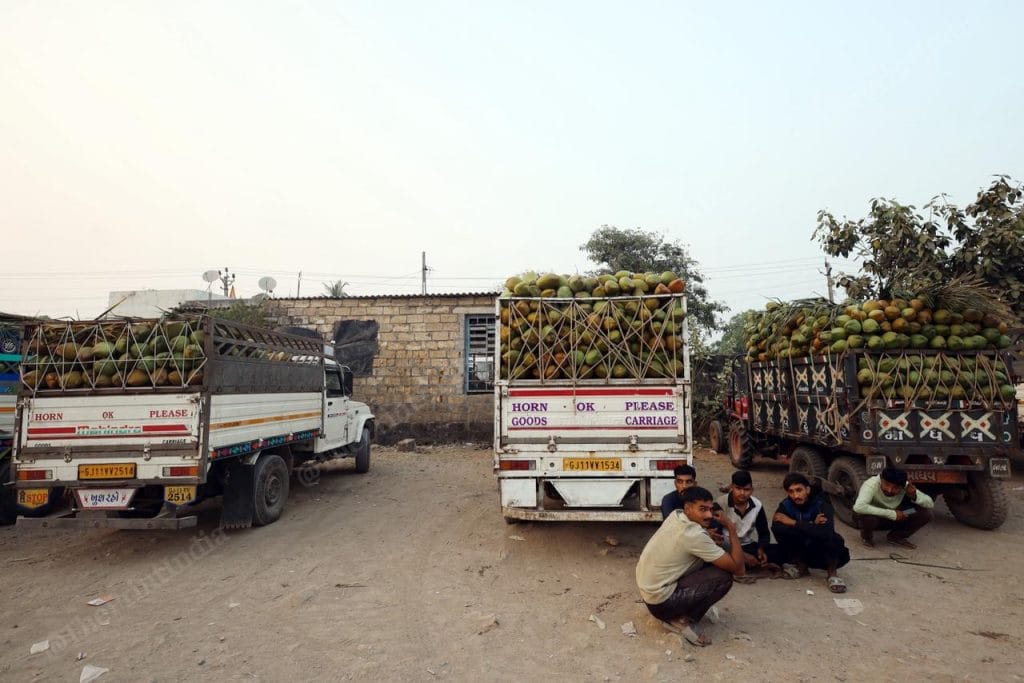 Coastal Gujarat coconut trucks 
