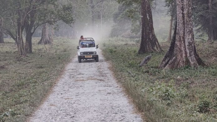 A jeep passes through a dirt path amid vegetation. It's a safari at the Jaldapara National Park