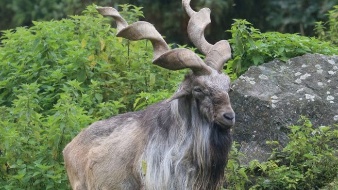 File photo of a Markhor, Pakistan's national animal | Commons