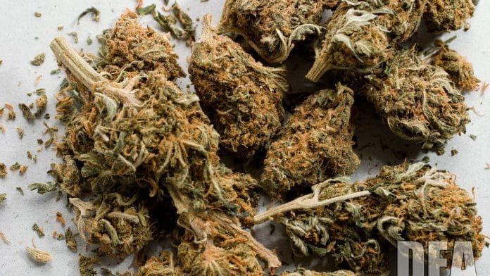 File photo of marijuana buds | DEA