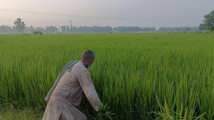 A farmer in Haryana | Representative image | Akanksha Mishra | ThePrint