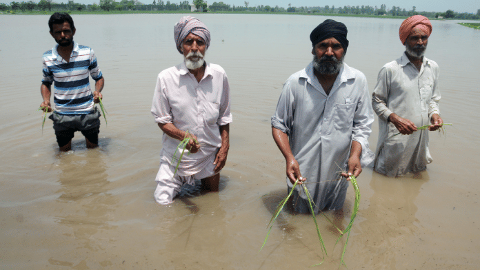 Punjab faced one its worst floods in 30 years this season. In this photo from July, farmers show damaged paddy crops in Patiala. | ANI