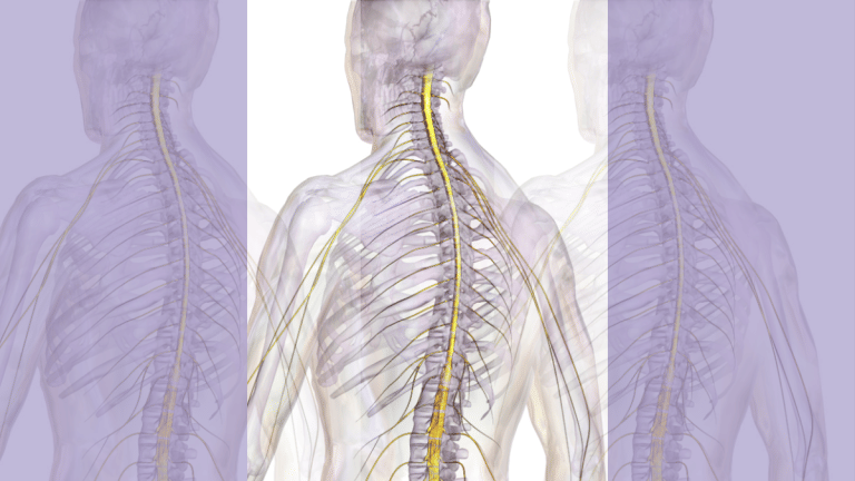 Spinal cord relies on a ‘signal’ for healing and repair, and ‘EV’ shuttles in the human body