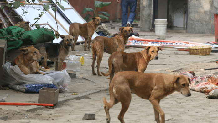 In November, the apex court ordered all States, UTs and Centre to enforce comprehensive measures to control and manage stray dogs in institutional areas, including schools, hospitals, bus depots, railway stations among others | Suraj Singh Bisht | File Photo