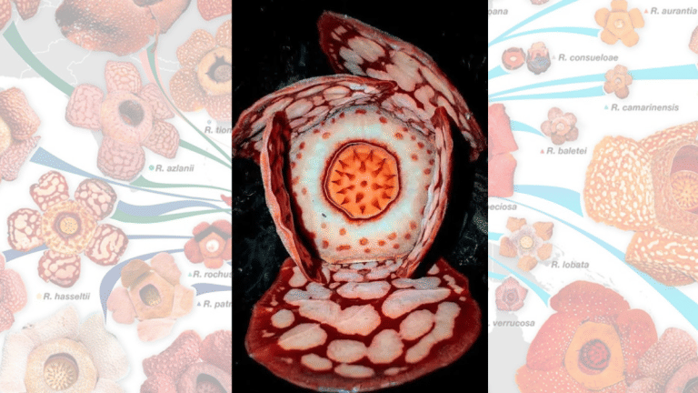 In rare bloom in Sumatran jungle, Rafflesia Hasseltii—the weird, stinky flower that made a man cry