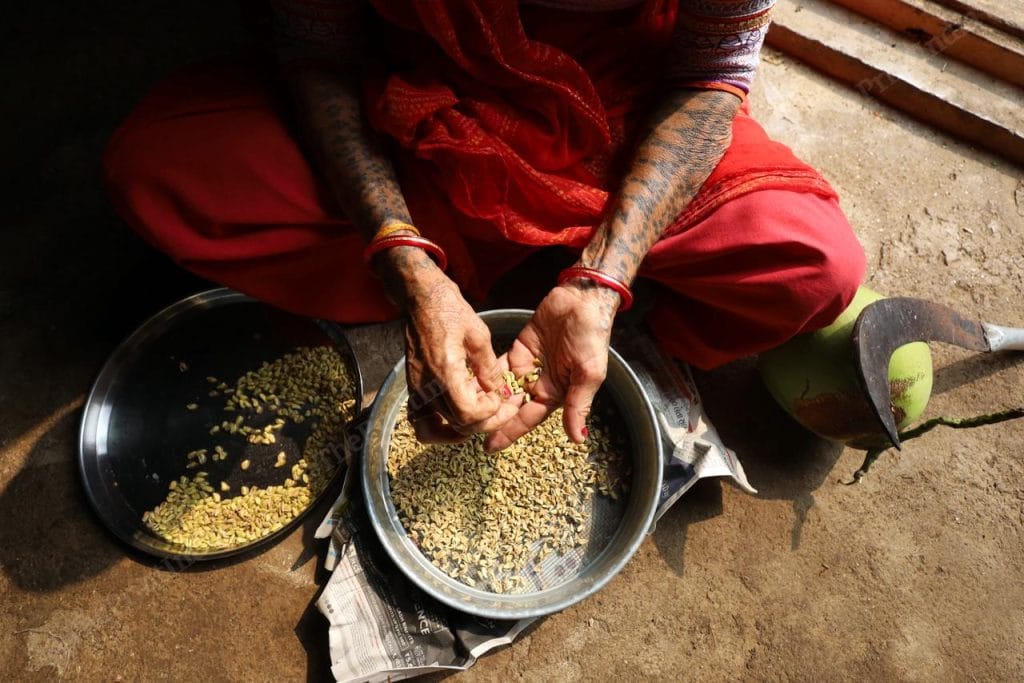artificial pollination coconuts 