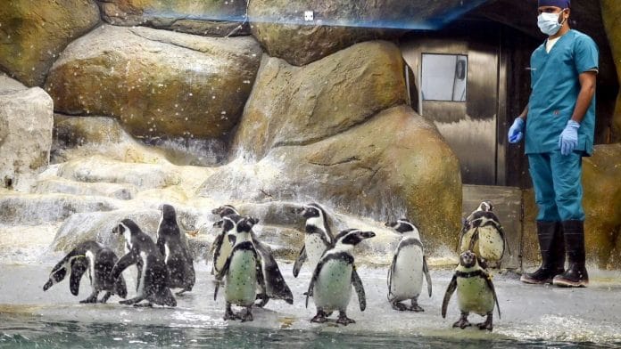 Humboldt penguins at Byculla Zoo in Mumbai | ANI