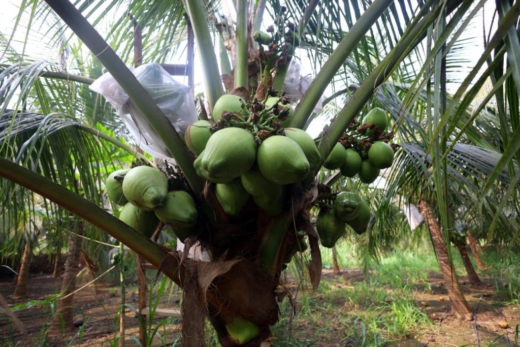 artificial pollination 