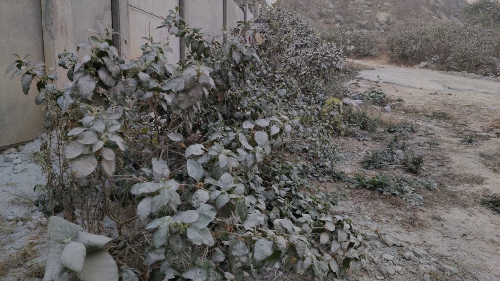 कोटपुतली जिले के जोधपुरा गांव में सफेद धूल से ढके प्लांट | फोटो: मोहम्मद हम्माद/दिप्रिंट