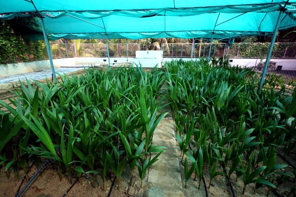 Coconut seedlings in Gujarat 