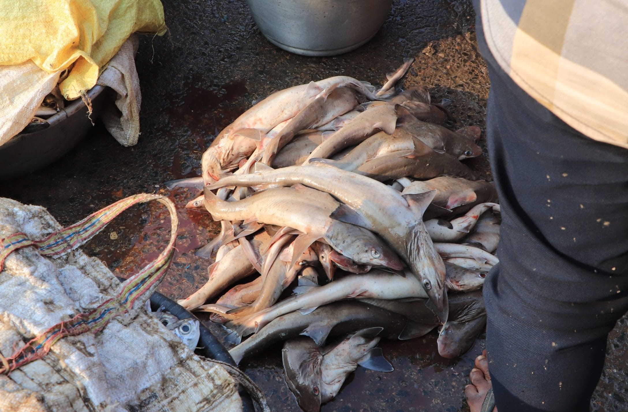 A batch of hound sharks for sale at Kakinada harbour in Andhra Pradesh
