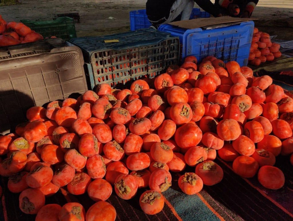 persimmons in India