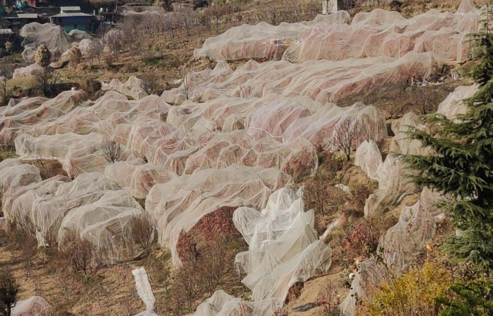 Persimmon orchard in Himachal