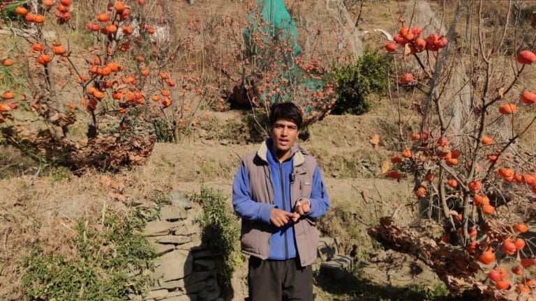 Himachal farmers are ditching apples for persimmons. ‘Earnings on par with JEE packages’