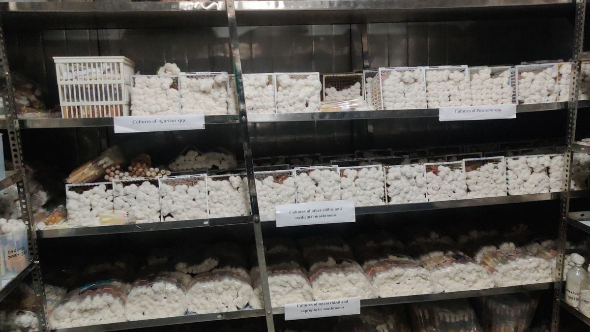 The Solan mushroom ‘bank’ helping farmers grow empires, UP to Odisha