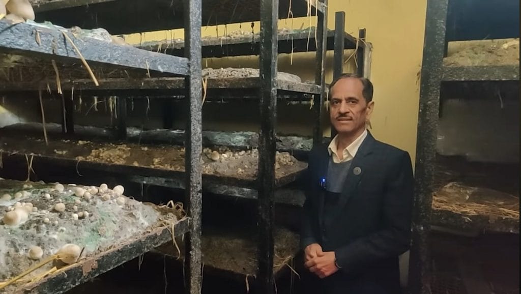 mushroom institute india 