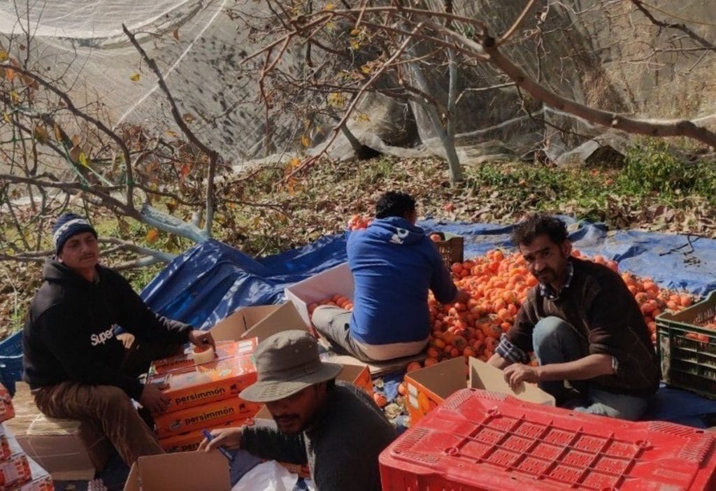 persimmons in Kullu