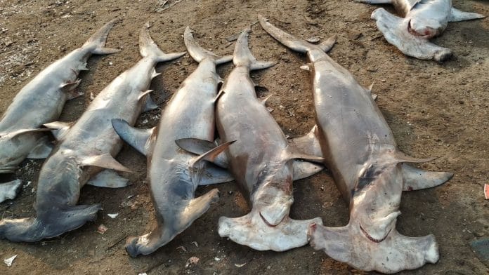 Scalloped hammerhead sharks set aside to be de-finned/ on shore at Kakinada harbour in Andhra Pradesh