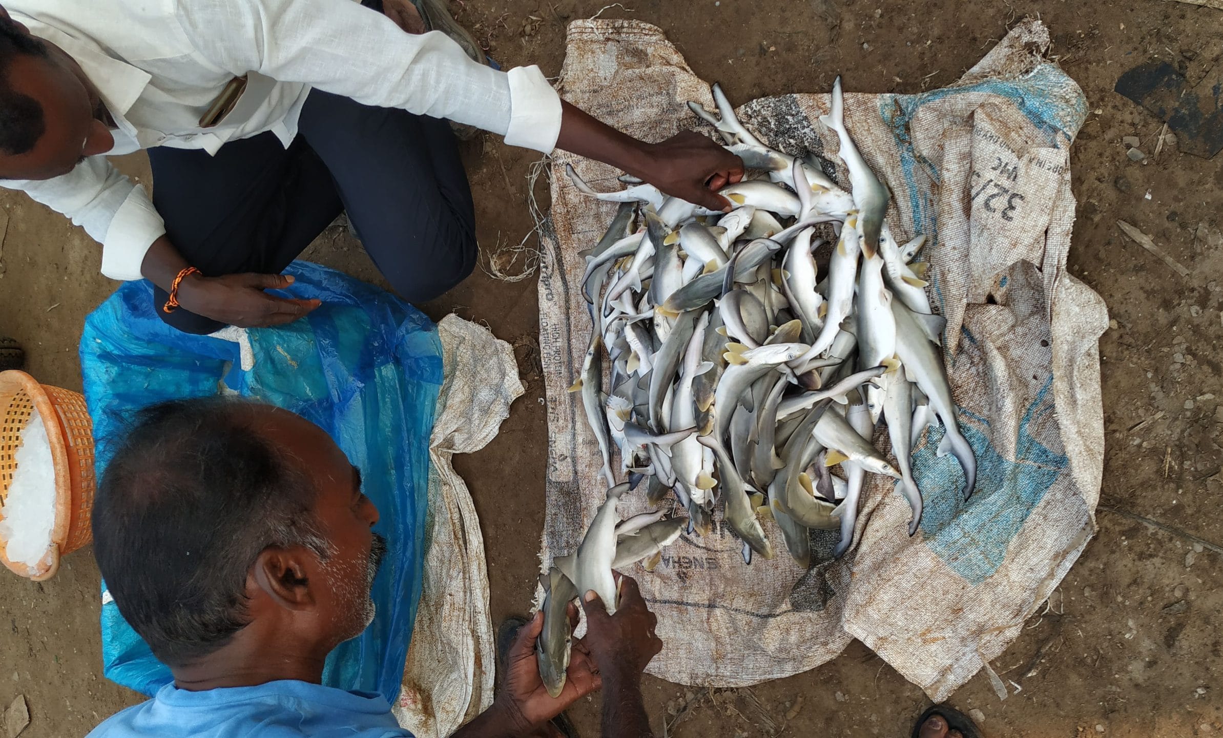 Two men sort through a catch of Spadenose sharks to pack it in an icebox at Kakinada harbour in Andhra Pradesh