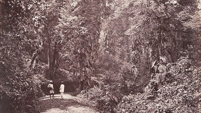 A black-and-white photo of a forest | Darjeeling, Forest Scene near Tukvar, India, 1869 | Samuel Bourne | Wikimedia Commons