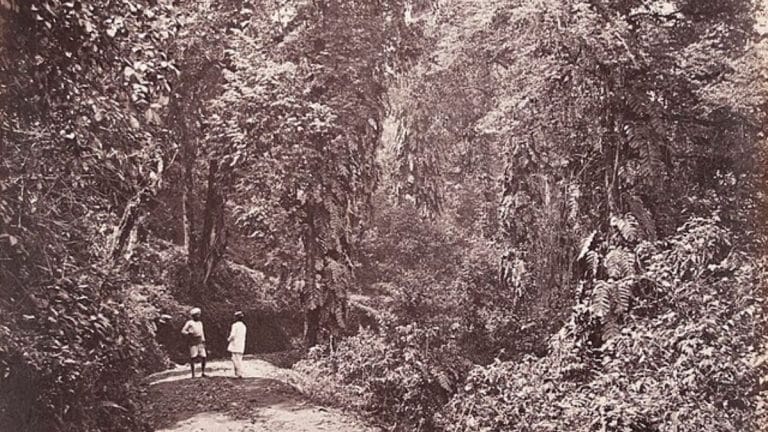 What Mughal and British rule did to India’s forests