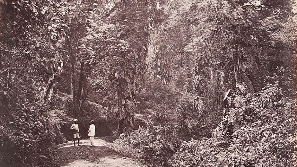 What Mughal and British rule did to India’s forests