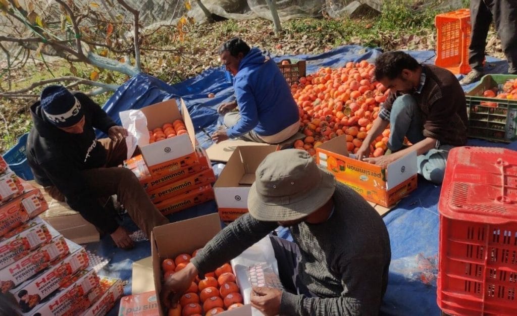 Persimmons in india