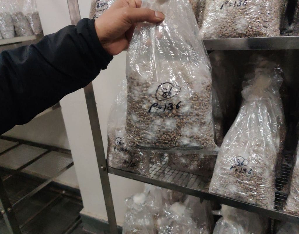 mushroom farming in india 