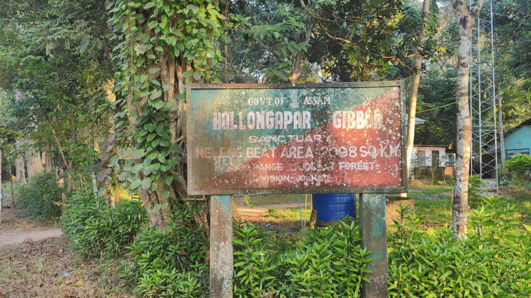 Northeast Hoolock gibbons are facing extinction. The lesser apes are being counted now