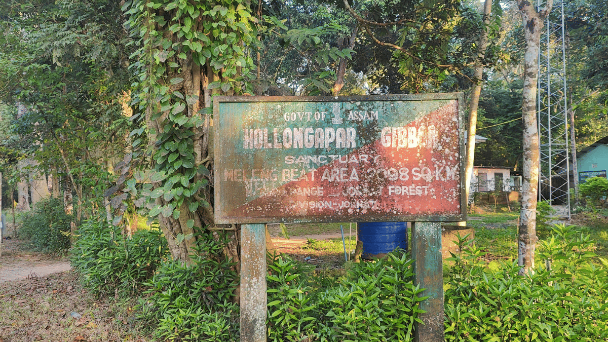 Northeast Hoolock gibbons are facing extinction. The lesser apes are being counted now