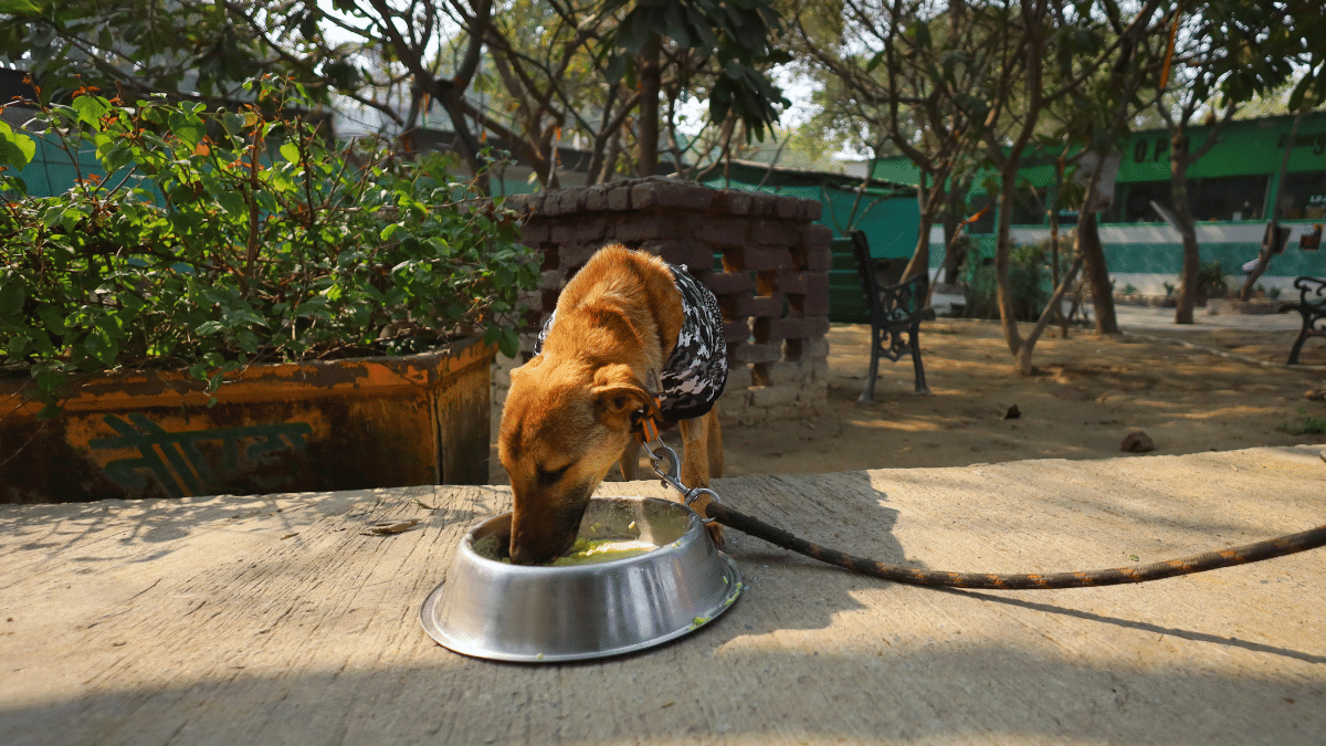 Bhairav is recovering at the shelter in Noida  | Manisha Mondal | ThePrint   
