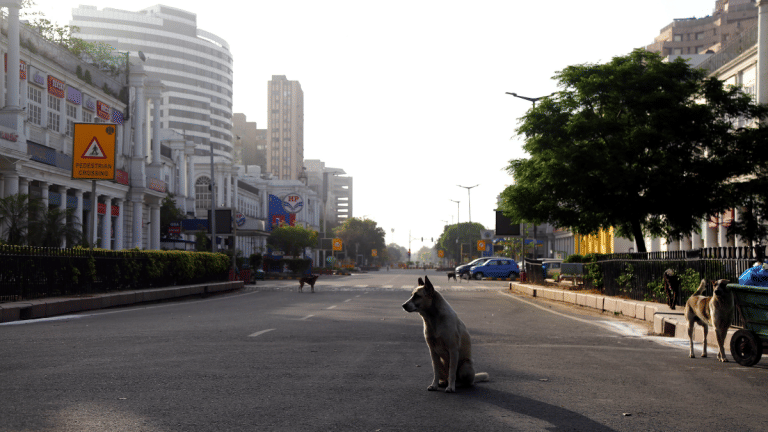 From parents of bitten kids to rescuers battling cruelty, SC hears range of voices in stray dogs case