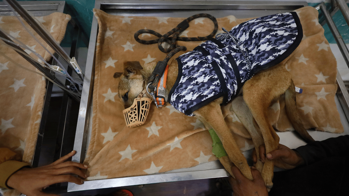Bhairav, getting treated by veterinary doctors | Manisha Mondal | ThePrint   