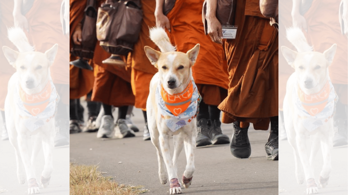 Aloka accompanies the monks even to temples and waits for them while they pray. | Facebook/Aloka the Peace Dog