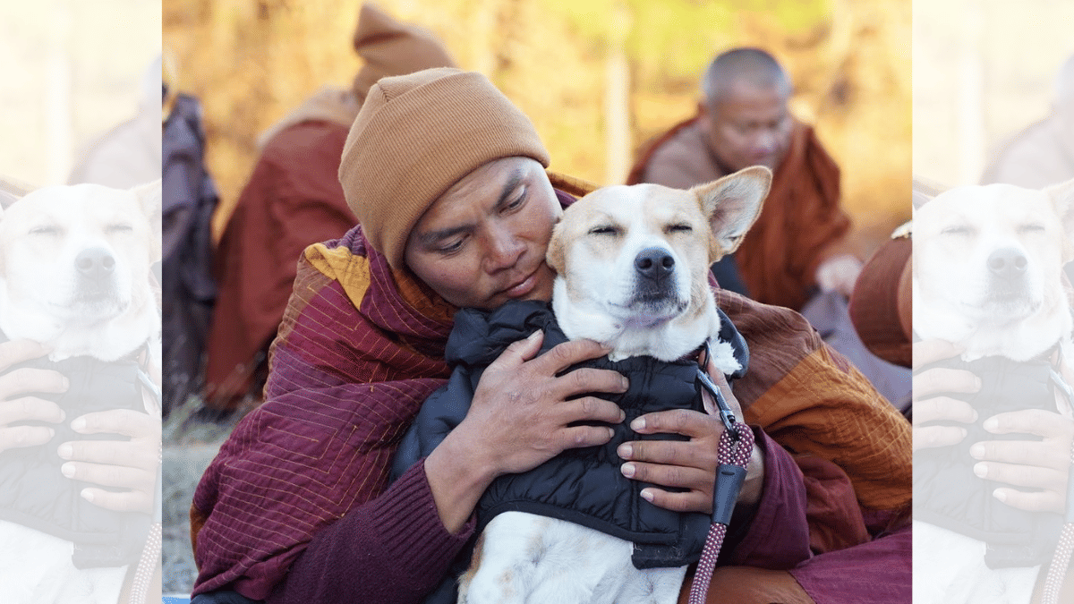 Aloka was rescued by the monks during their 100-day Walk for Peace. | Facebook/Aloka the Peace Dog