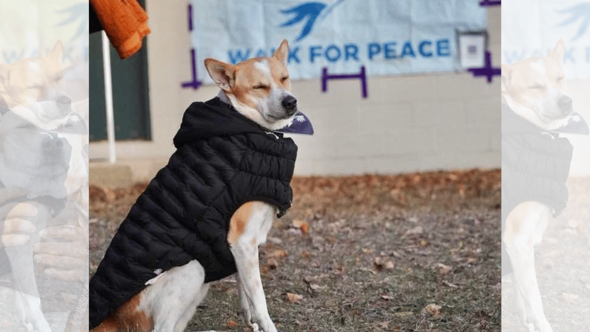 Aloka is about four years old. | Facebook/Aloka the Peace Dog