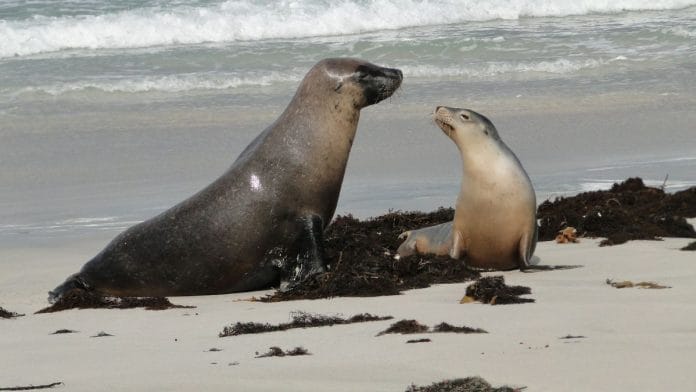 Instagram seems to have crowned sea lions the ‘it’ animal of 2026 | Wikimedia Commons