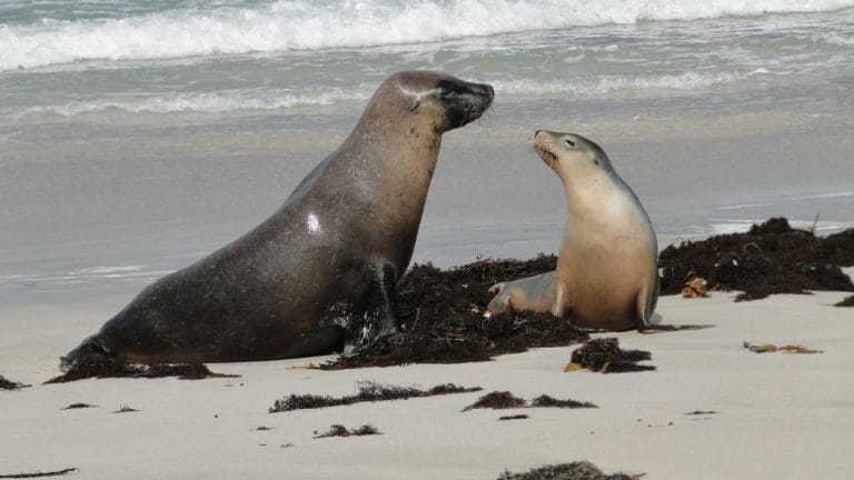 The internet has moved beyond cats. Screaming sea lions are the new mascot