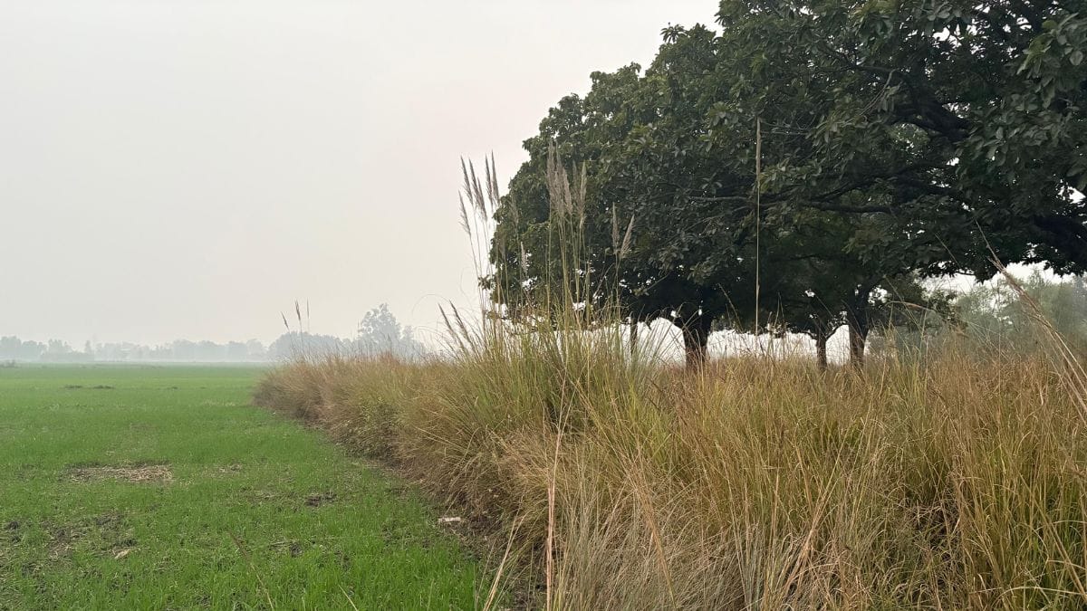 The land where Amirit was buried is about 400 meters from his home and is now covered with tall grass.