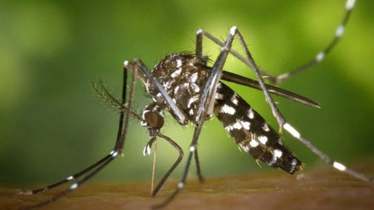 Mosquitoes now feed more on humans than animals. Brace for newer, more dangerous diseases